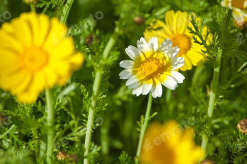 Preview: nature
