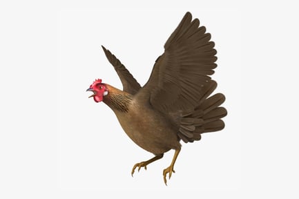 Preview: Brown Domestic Hen with Spread Wings