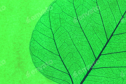 Preview: Beautiful skeleton leaf on green background, macro view