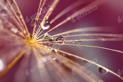 Preview: Abstract dandelion flower background. Seed macro closeup. Soft focus