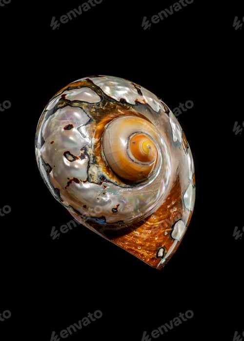 Preview: South African Turban Shell on a black background
