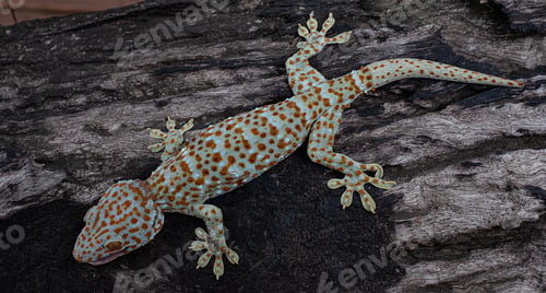 Preview: Tokay gecko