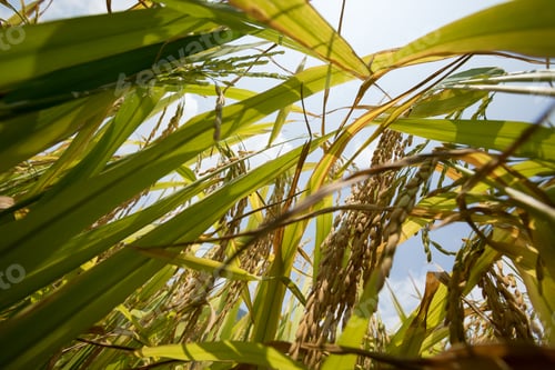 Preview: Beautiful terrace rice field in China