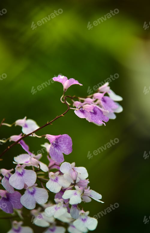 Preview: Close-up view of the little flowers isolated on a green natural background