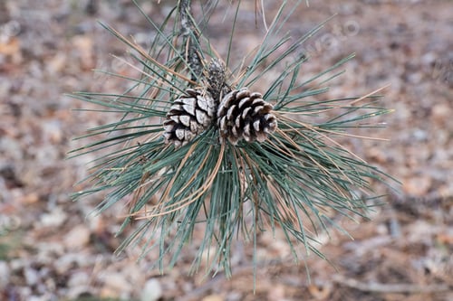 Preview: Fir-Cone