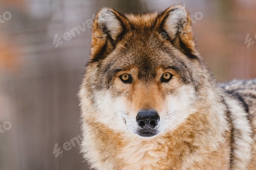 Preview: Wolf in the winter forest