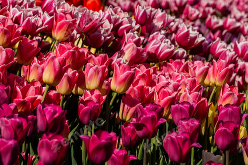 Preview: Macro of pink tulips on a background of green grass