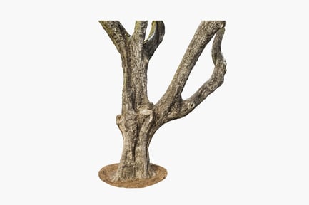 Bare Jacaranda Tree Trunk Structure