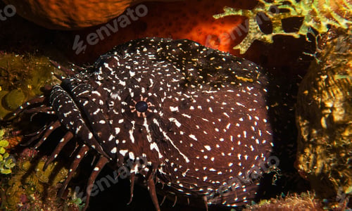 Preview: Colorful sea life underwater, shallow underwater seascape