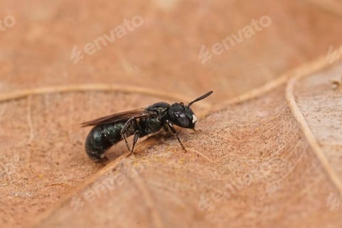 Preview: Closeup on a small metallic blue carpenter bee, Ceratina cyanea,