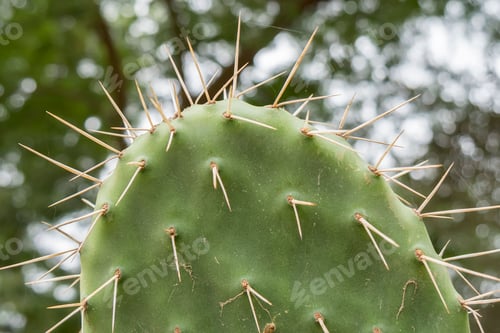 Preview: a cactus with many needles on it standing out in front of some trees