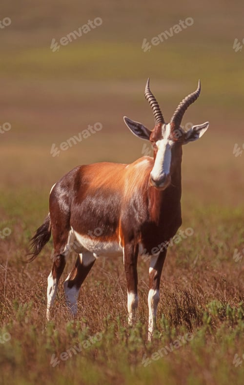 Preview: A Bontebok in Bontebok Mountain National Park