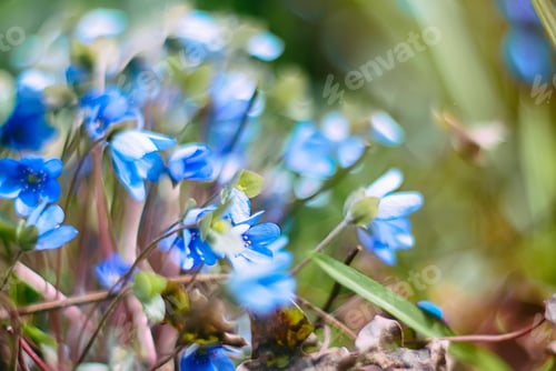 Preview: Blue spring flowers in a clearing - bluebell bell-shaped on a natural background