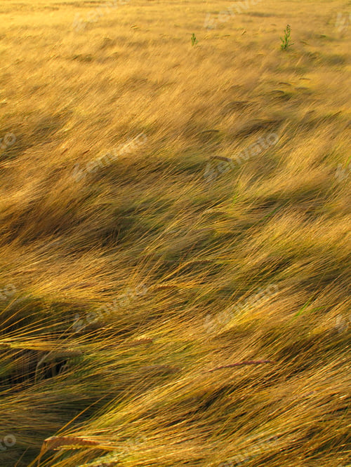 Preview: Natures ripe harvest - Wheat