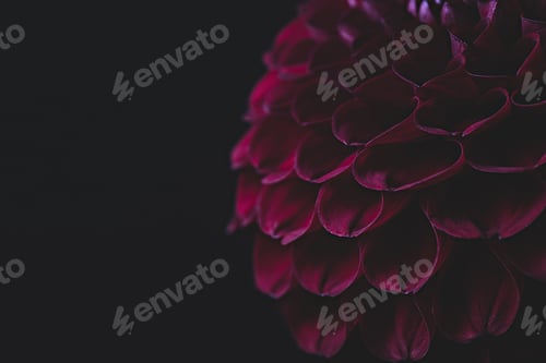 Preview: Beautiful red dahlia