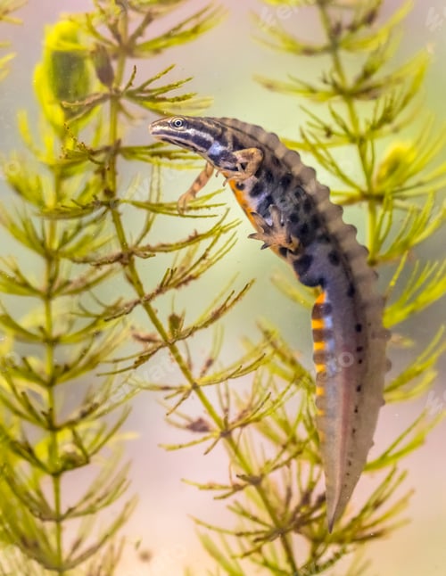 Preview: Common newt amhibian in freshwater habitat