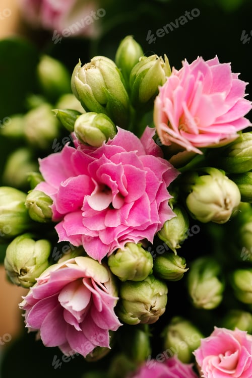 Preview: Pink house flower in bloom close-up from above