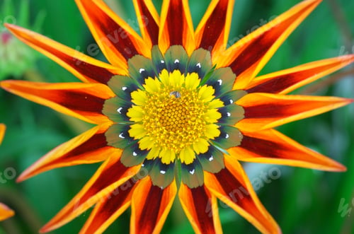 Preview: Macro of flower