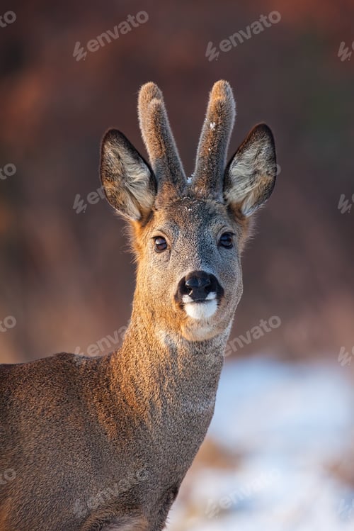Preview: Portrait of roe deer, capreolus capreolus, buck in winter