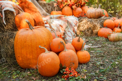 Preview: Beautiful autumn location with pumpkins, Halloween