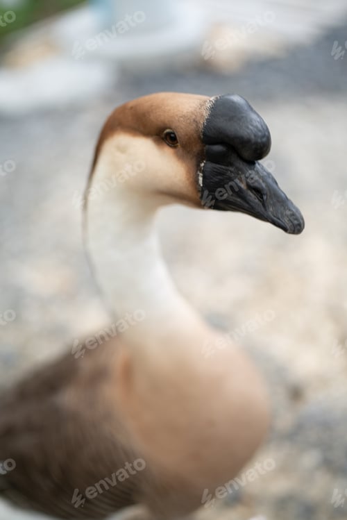 Preview: goose farming, animal living in nature farm, white goose bird or big duck with feather