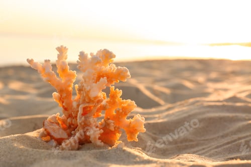 Preview: Sandy beach with beautiful coral near sea on summer day. Space for text