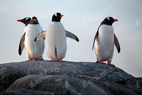 Preview: Penguins in their natural habitat in Antarctica