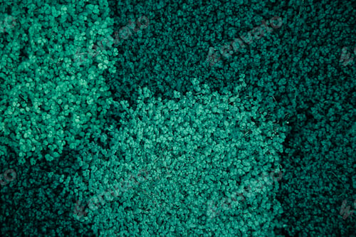 Preview: Background texture of natural leaves in dark green.