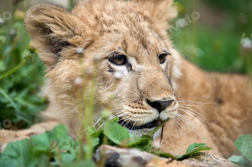 Preview: Young lion cub in the wild portrait