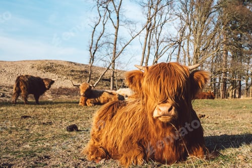 Preview: Furry cows