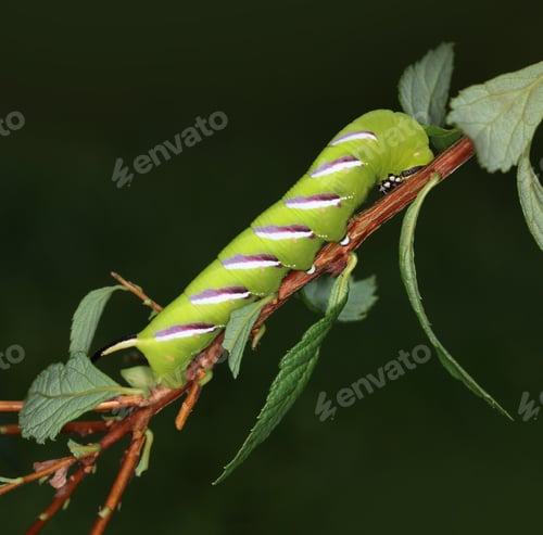 Preview: Privet-hawk moth caterpillar macro