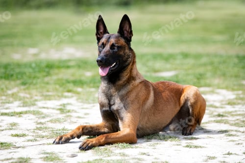 Preview: training of belgian shepherd