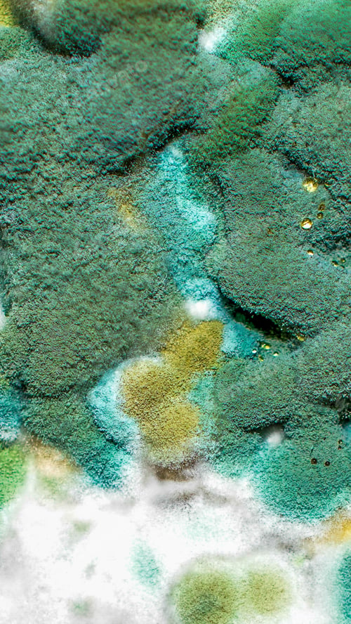 Preview: blue and white mold with an interesting pattern