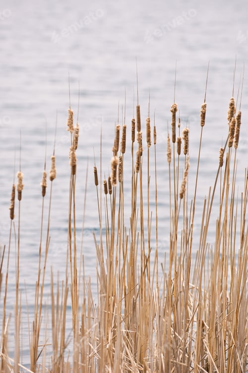 Preview: Vertical picture of common reed with the lake under the sunlight on the background