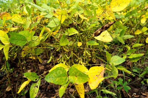 Preview: Green soybean field in India.