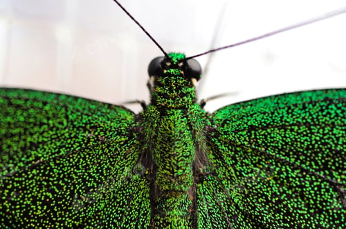 Preview: Close up of Green Butterfly