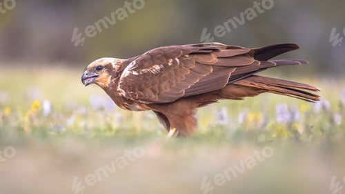 Preview: Marsh harrier female sideview