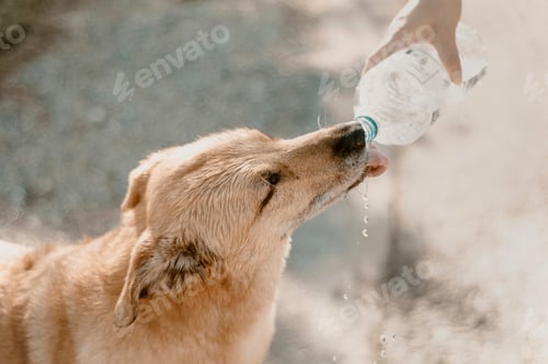 Preview: A refreshing moment as a dog quenches its thirst from a water bottle