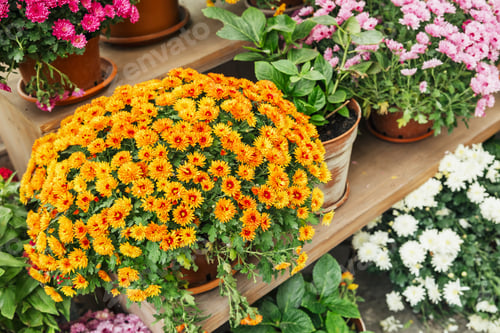 Preview: Bushes of bright orange chrysanthemums bloom abundantly on wooden shelves outdoors.