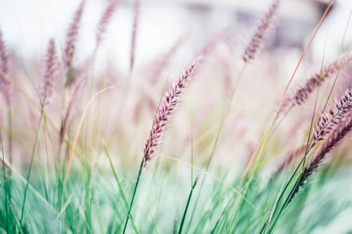 Preview: Plumes of delicate grass Pennisetum advena rubrum of pink tones for feminine minimalist background.