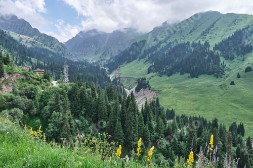 Preview: Scenic Mountain Valley with Evergreen Forest and Wildflowers