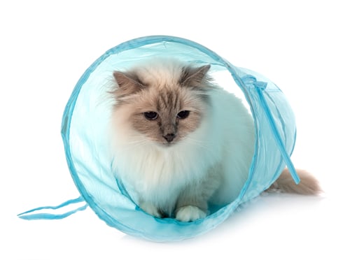Preview: birman cat in studio