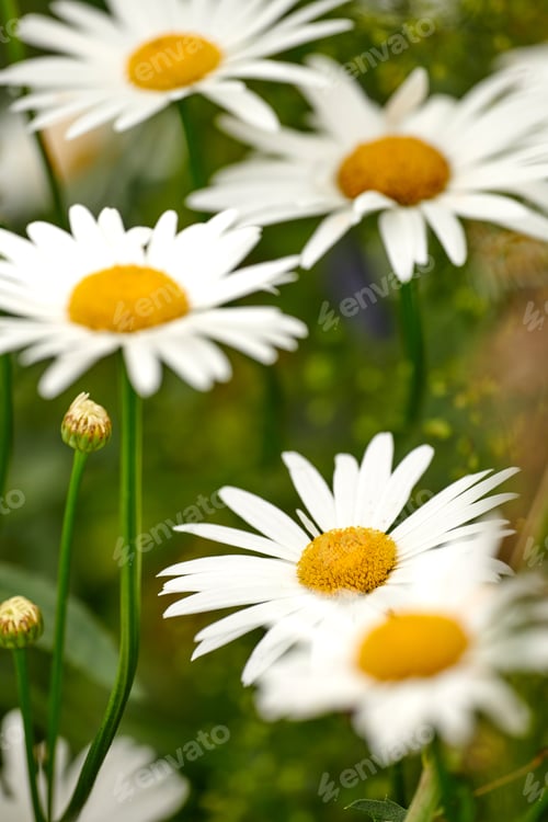 Preview: A close-up photo of Marguerite - daisies