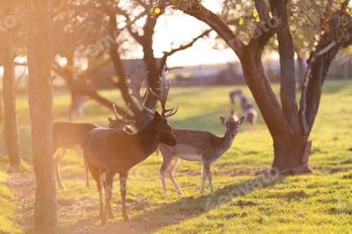 Preview: Young deer looks at the camera, in the sunset mood