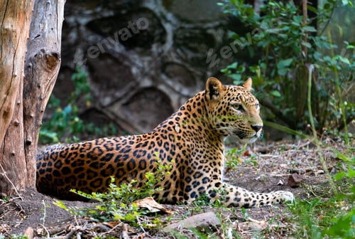 Preview: Beautiful and majestic leopard laying in a natural grassy setting, surrounded by lush trees