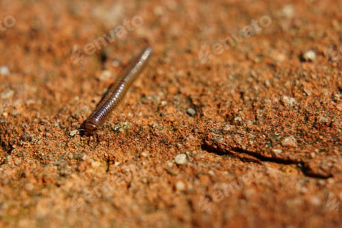 Preview: Macro shot of a small centipede crawling on the ground in its natural environment