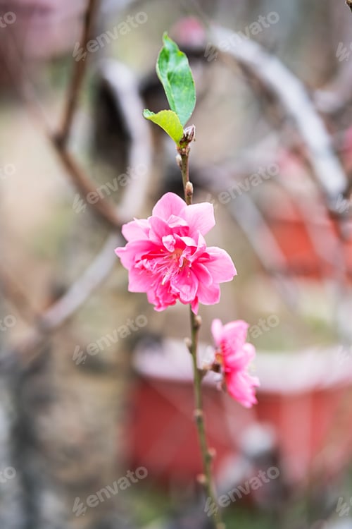 Preview: Peach flower symbol of Lunar New Year. Close up of tiny pink flower in garden.