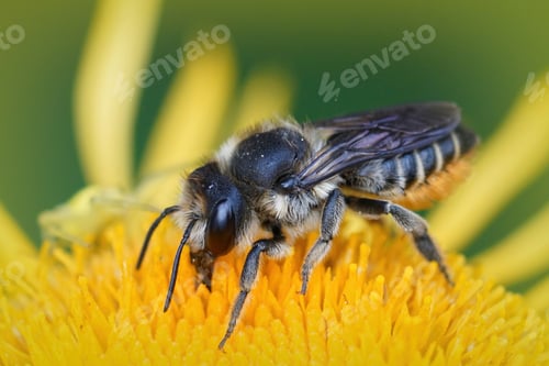 Preview: Closeup shot of leafcutter bee on yellow flower