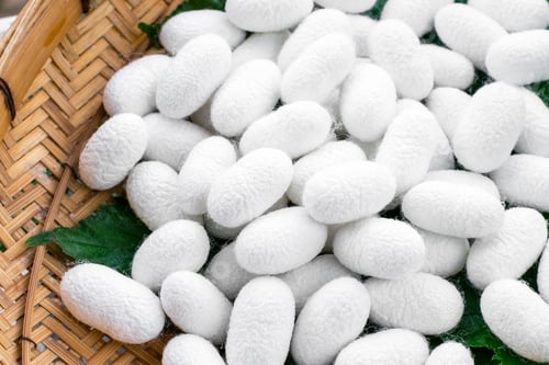 Preview: white silk cocoon, silky, fiber