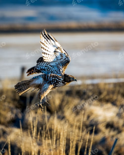 Preview: Majestic Red-Tailed Hawk is captured in flight against a clear blue sky, its wings outstretched
